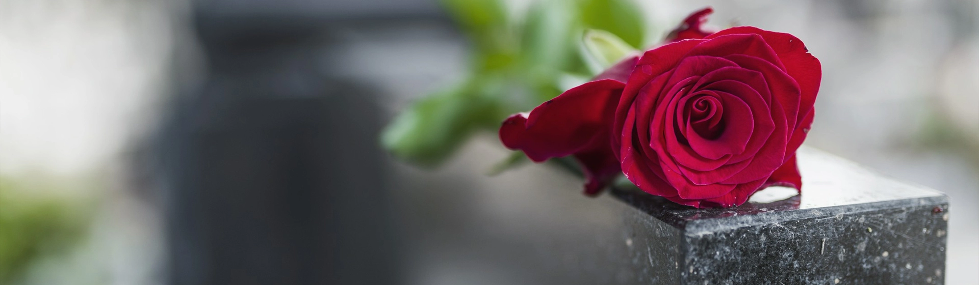 róża na nagrobku